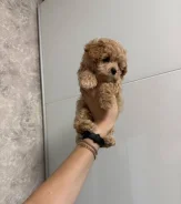��������. ��� ����� �� ������������ ����