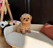 ��������. ��� ����� �� ������������ ����