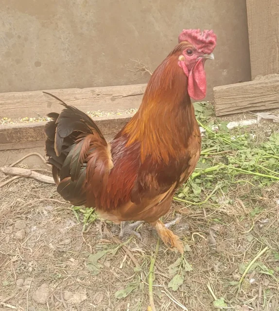����. ����