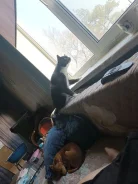 �����. ����