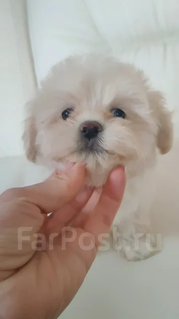 ��������. ��� ����� �� ���������� ����