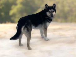 ������ (������) � ������ ���� ����