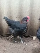 ����. ����