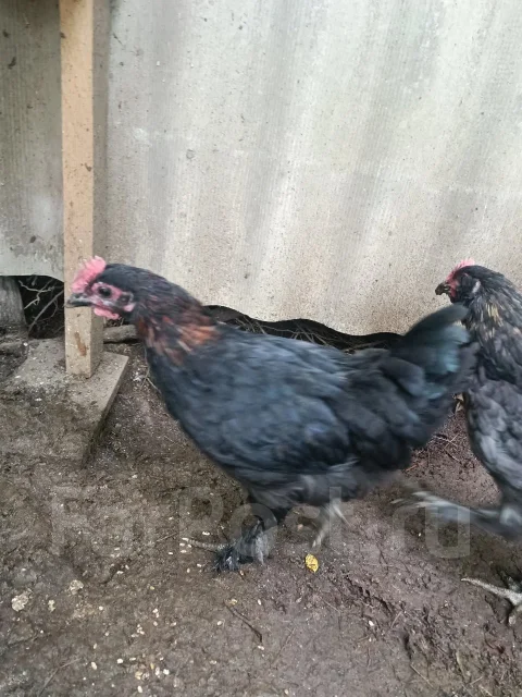 ����. ����