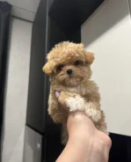 ��������. ��� ����� �� ���������� ����