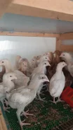 ����. ����