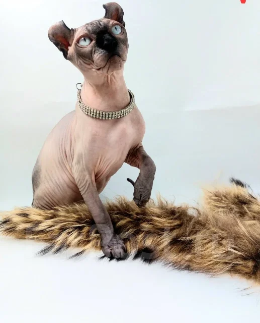 ����. ����