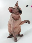 ��������� ������. ����