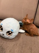 ������. ����