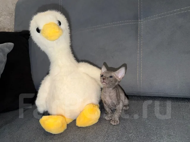 ������. ����
