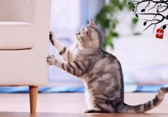 ������ ����������� ������ ����� ��� ����� �������� ������ �� 8000 ��� ����