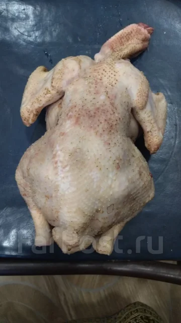 ����. ����