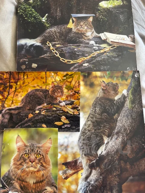 ����-���. ����