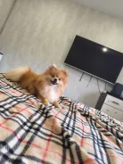 ����. ����