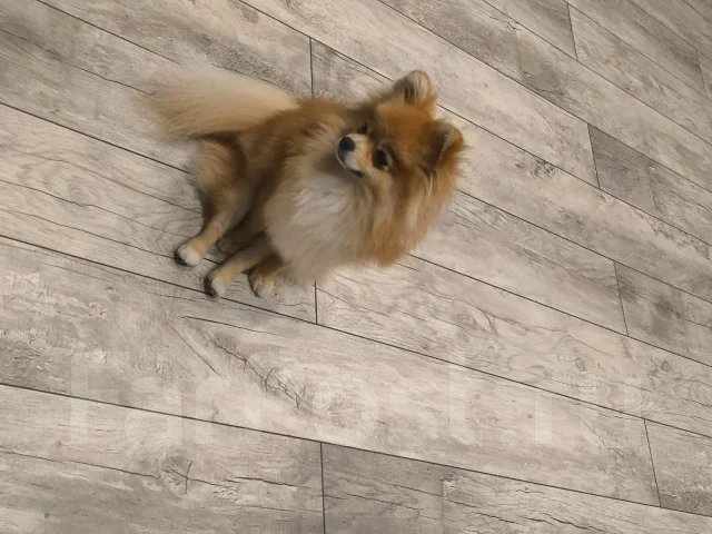 ����. ����