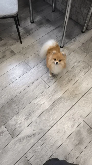 ����. ����