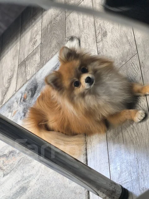 ����. ����