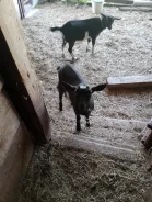����. ����
