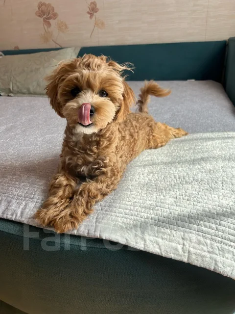 ����� �������� ����