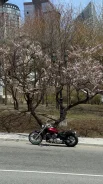 Yamaha XVS 400. 400����. ��., ��������, ���������, ������ �� �� ����