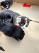 �����. ����