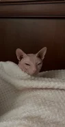 ����� �����. ����