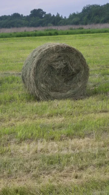 ����. ����