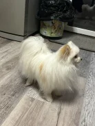 ����. ����