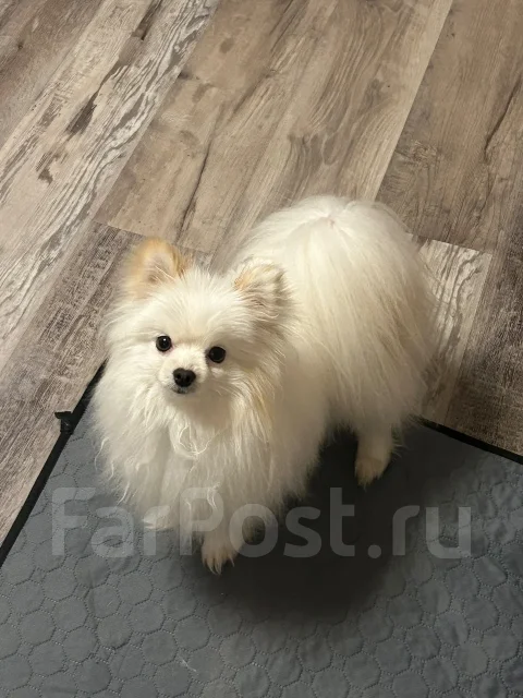 ����. ����