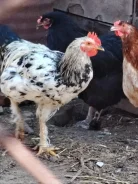����. ����