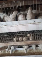 ���� �����������. ����