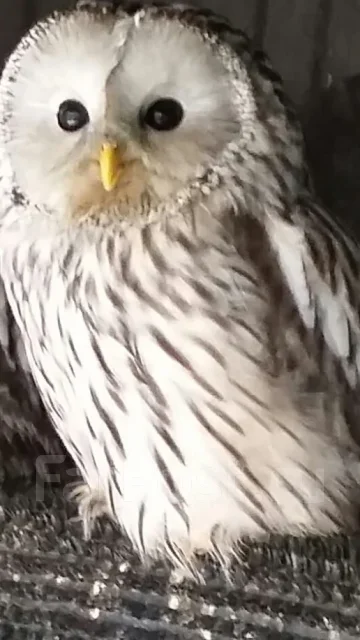 ����. ����