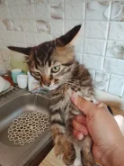 �����. ����