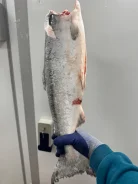 �����. ����