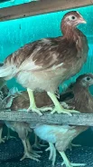 ����. ����