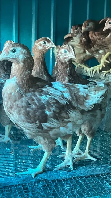 ����. ����