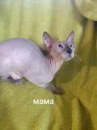 ������. ����