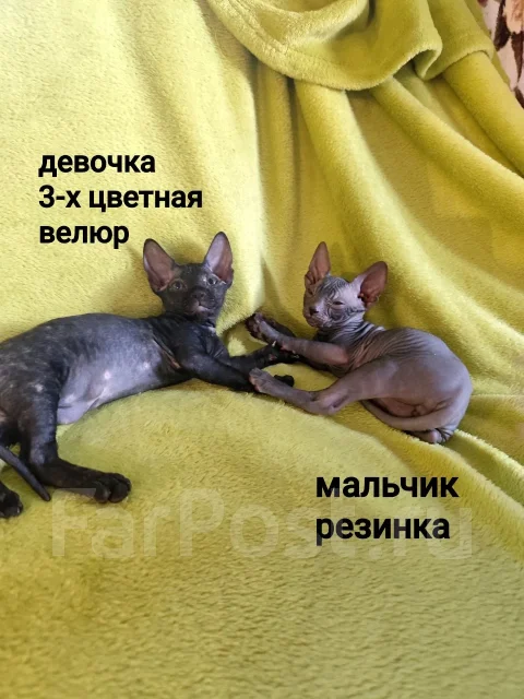 ������. ����