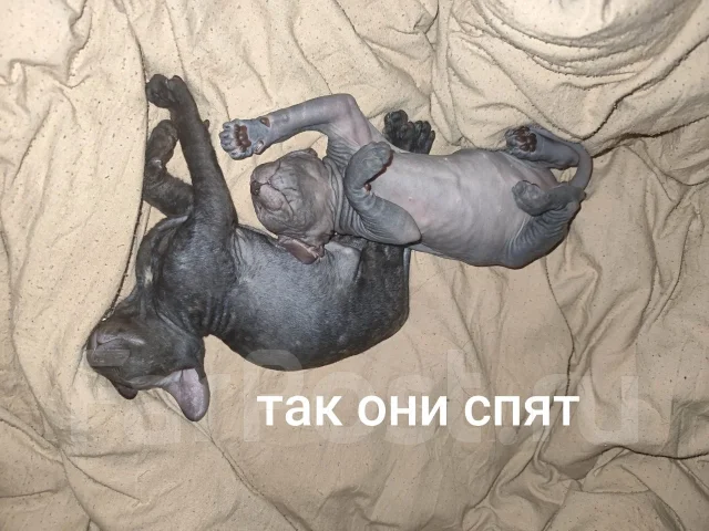 ������. ����