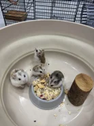 ����������� �������. ����