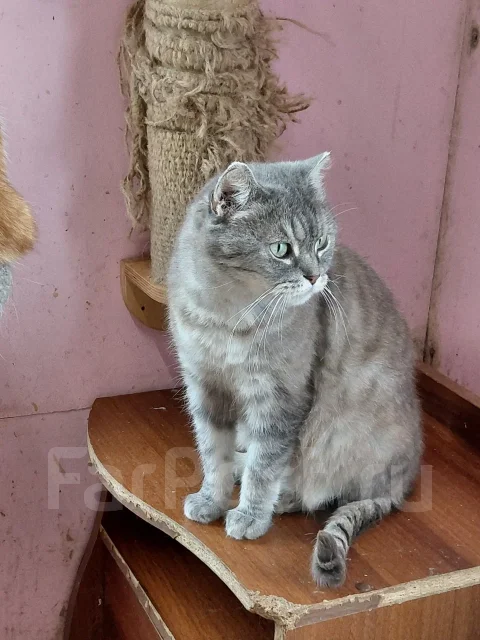 ��� ���� ��� ����