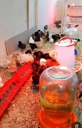 ����. ����