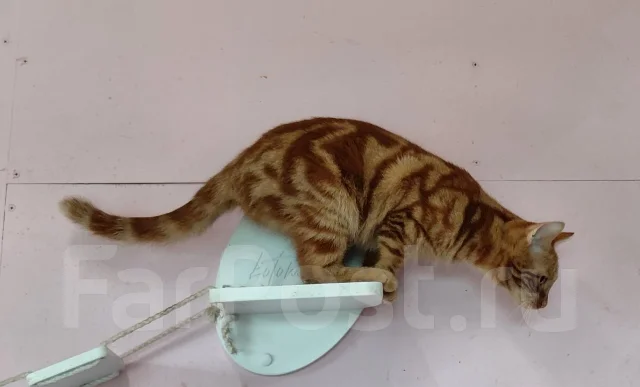 �������� ���� ��� ����