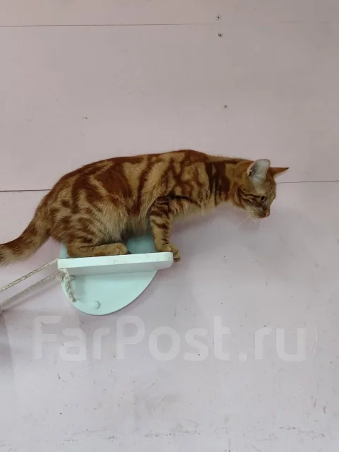 �������� ���� ��� ����