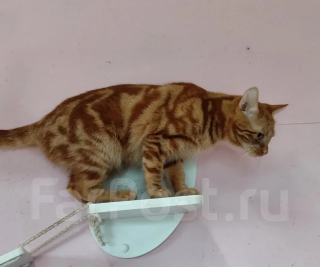 �������� ���� ��� ����