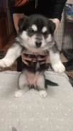 �����. ����
