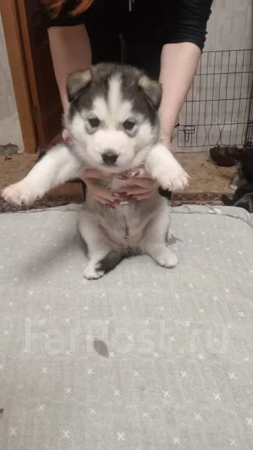 �����. ����