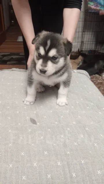 �����. ����