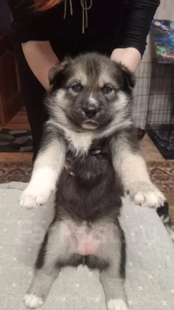 �����. ����