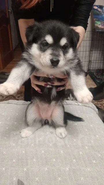 �����. ����